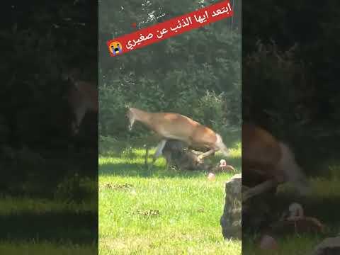 شاهد | نجاح الام بتفكيرها  في انقاذ صغيرها 😭 ولاكن بعد فواات....