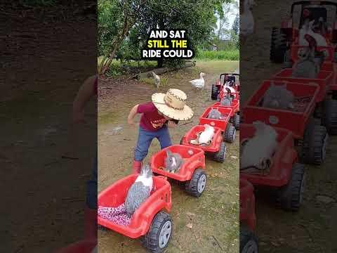 This Child built a Train for his Farm Animals 😲❤️