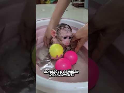 Este Hombre Salvó a un Mono Bebé en la Tormenta: Su Historia Te Conmoverá