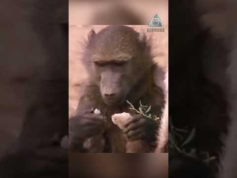 Бушмен и бабуин. В поисках воды.