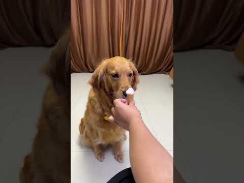 狗子不服！ 都是狗子怎麼區別對待呢😠#shorts #萌寵 #金毛 #可愛 #狗 #動物圖鑑 #狗子成精