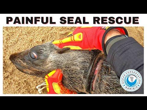 Painful Seal Rescue