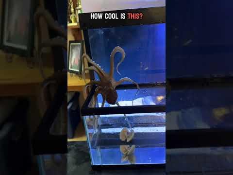 My octopus crawls out of the tank to get a snack