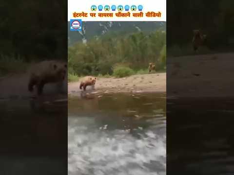ये लोग जंगली भालू से बाल-बाल बचे 😱🔮