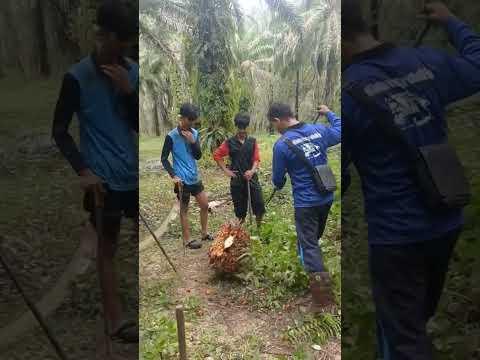 আমাদের ওস্তাদ কিভাবে শিক্ষা #প্রবাসীদের #মালয়েশিয়া #palm #oilpalm #ভাইরাল #শর্ট #construction