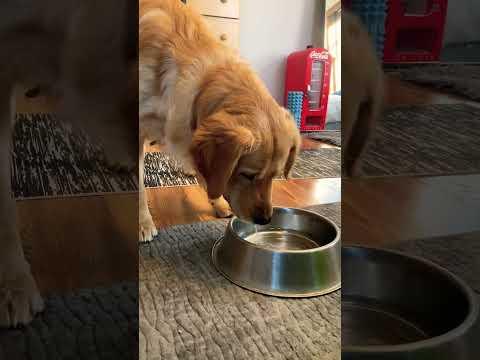 Funny Dog Bamboozled By Sparkling Water 😂