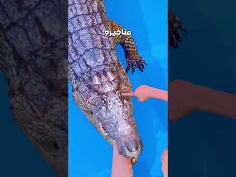 لو التمساح مسك رجليك تعمل ايه .