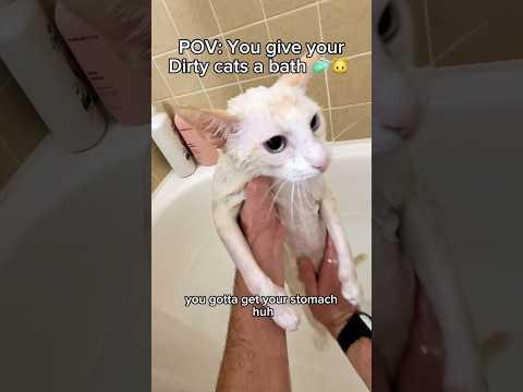 The cats definitely needed a bath🐱🧼#pov #cats #catbath