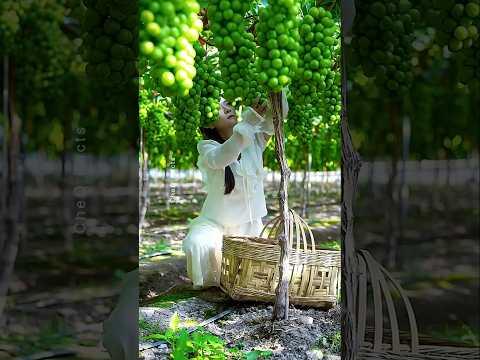 How Chinese Farmers Grow Seedless Grapes and Make Millions! 🍇🇨🇳 #shorts #plants #farming