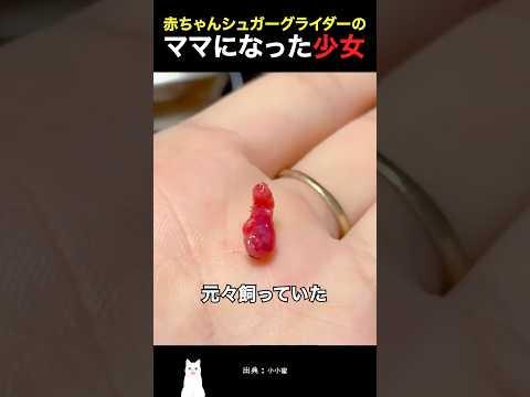 赤ちゃんシュガーグライダーのママになった少女