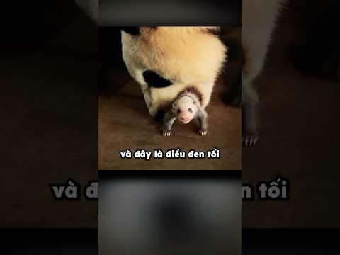 Bí mật bạn chưa biết về gấu trúc 💀