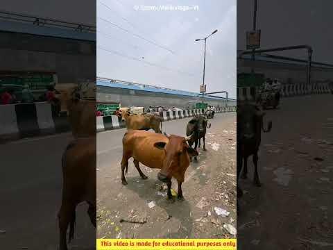 লোকটি গরুগুলোকে পেট ভরে খাবার খাওয়ালো 💕#shorts