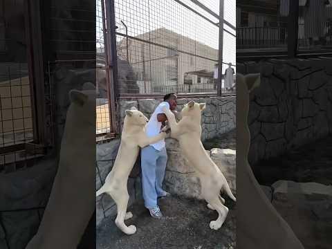 The animals 🤣😂 #funnyanimals #animalsfunny #pets #shorts