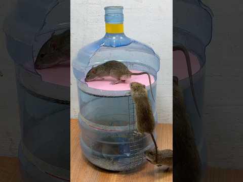 Best mouse toy at home // easy mouse toy diy  #mousetoys #petmouse