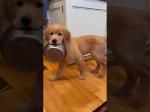 Hungry Puppy!