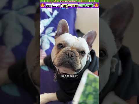 दवाई लाया, झाडू लगाया, जान बचाई 🙏 #animal #animalrescue #animallover #rescue #dog