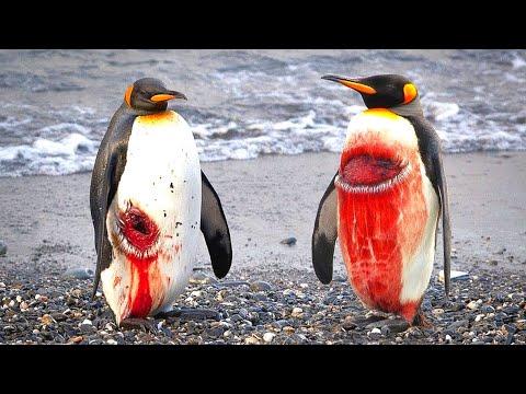 মৃত্যুকেও হার মানিয়ে পেনগুইনরা কি করে বেচে থাকে।।Strange Life Of Penguin in Bangla।।Penguin Facts