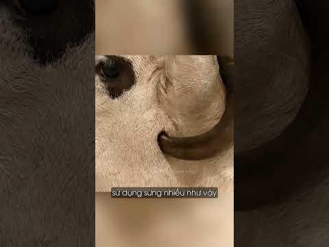 Cưa sừng | #nanminrang #shorts