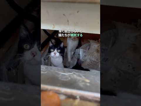 アパートに置き去りにされた猫たちの救出