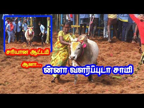 ன்னா வளர்ப்புடா சாமி... 100% வேற லெவல் காளை... Tamizhan Trending