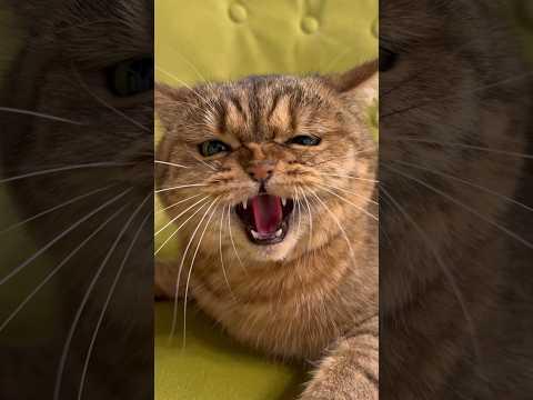 Is she cunning or cruel? #cat #cats