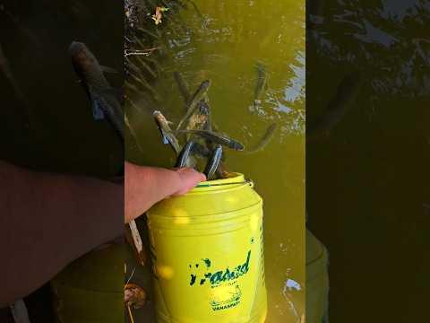 I ran and ran and released the fish into the water and saved the lives of the young fish