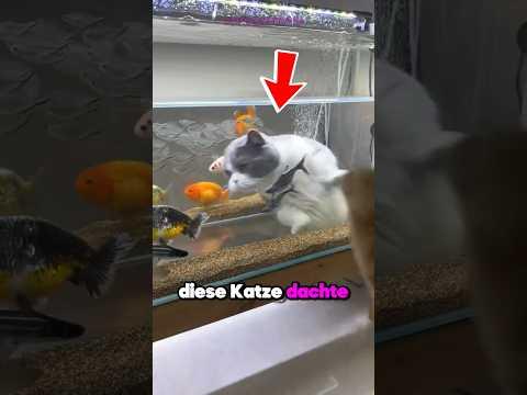 Diese Katze LEBT IHREN TRAUM! 🫶🐱