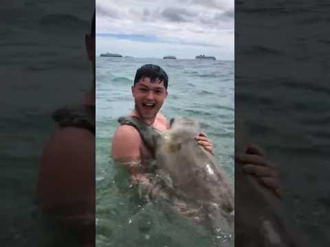 Cute Seal gives hugs while Sea Lion attacks human #animals