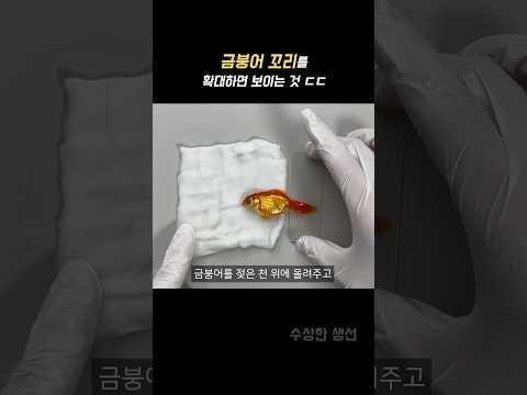 (충격주의) 금붕어 꼬리를 확대하면..??