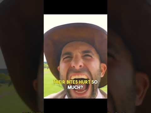 Ant Bite Is So Painful. #shorts #ants #bite