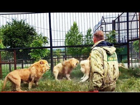 Человек-Лев разгоняет "тапком " ЧЕТЫРЕХ  РАЗЪЯРЕННЫХ ЛЬВОВ !