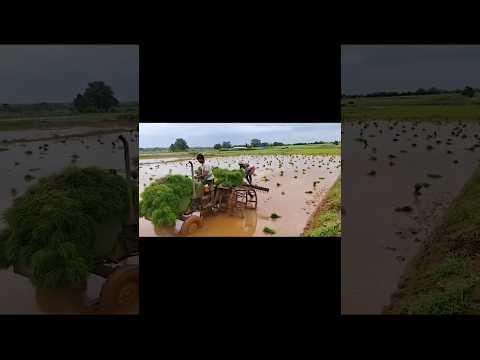 paddy plantation shorts #paddyplantation #agriculture #tractor #trending
