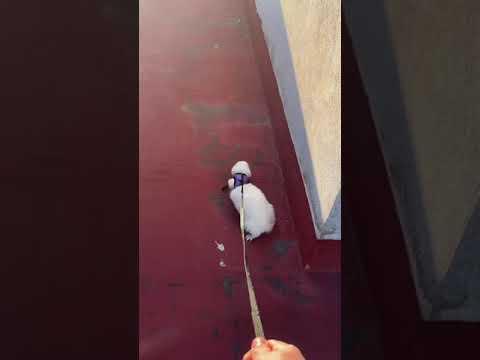 Alguien me explica?😂 IG:pablo_yari #huron #mania #animal