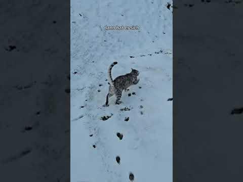 Cosmos Pfotis #Katzen