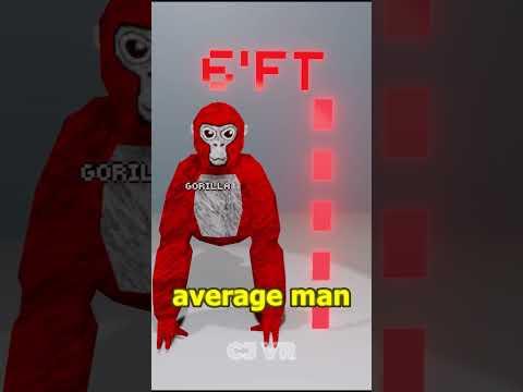 How tall is a gorilla from Gorilla tag?