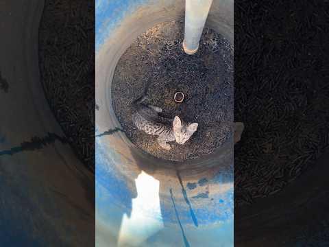 Save the kittens #cat #catlover #catvideos #kitten