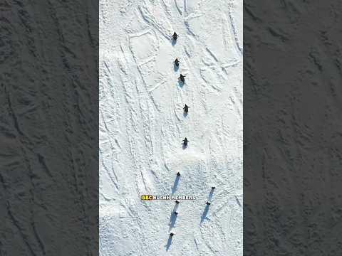 BBC photographers break the rule for helping penguins #viral