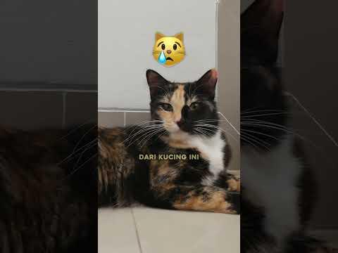 Siapa sih kucing akmal? 😼