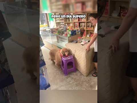 ¡Este Perro Lo Cambió Todo... Incluso a Su Amigo!😂