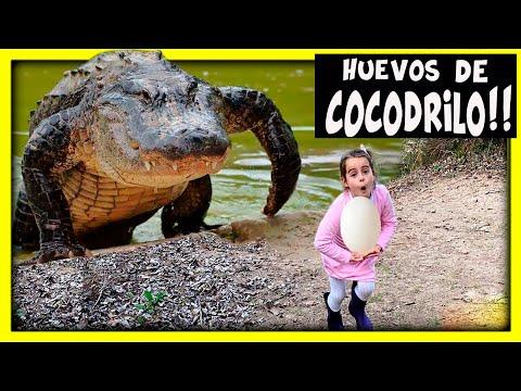 ** MARIELA RESCATÉ ** unos HUEVOS de COCODRILO GIGANTE en piscina tóxica y ME ATACA