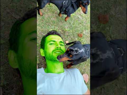 🦠El Virus Mortal regresó 😱💀 #perrosalchicha