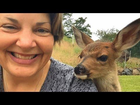 Lone baby deer asked a family for help. Their response might surprise you.