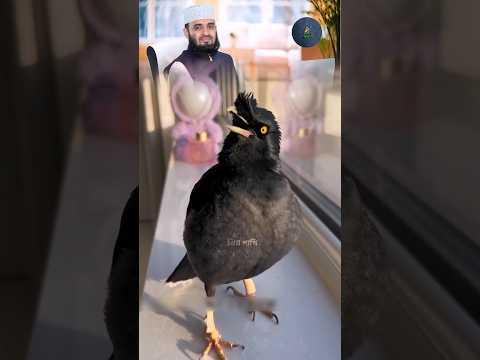 Shalik Pakhi sang Mizanur Rahman Azhari's ghazal. #talkingbirds #shalikpakhi