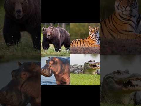 Bear vs Tiger vs Hippo vs Crocodile 😨 By Wild Battles