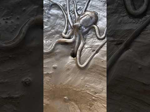 The octopus forgot his home 😱 #shortvideo