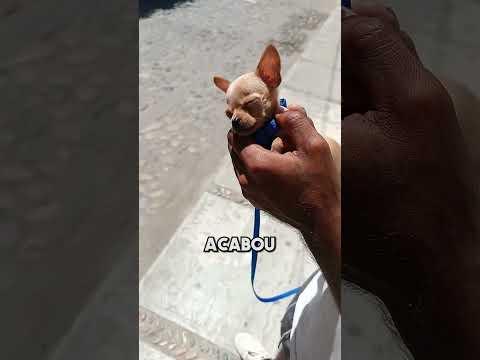 Esse Cãozinho Conquistou o Coração das Pessoas ❤️