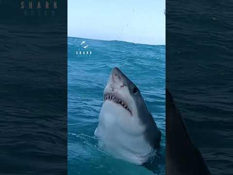 Great White Cuts Through Bait Line With Razor Sharp Teeth #greatwhite