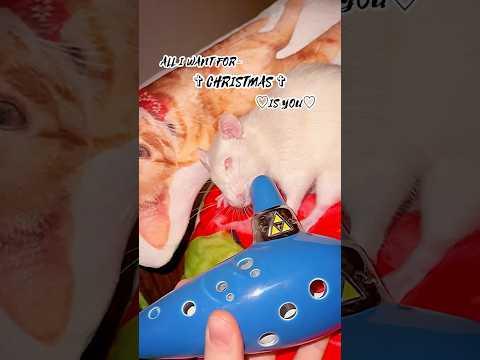 Rat Plays “ALL I WANT FOR CHRISTMAS IS YOU” 💀🐀