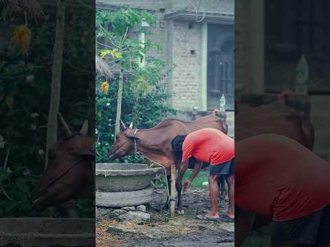 जय गौ माता जी 🙏❤️ #youtubeshorts #biharitarzan #motivation #viralshort #explore #rajayadav #gaumata