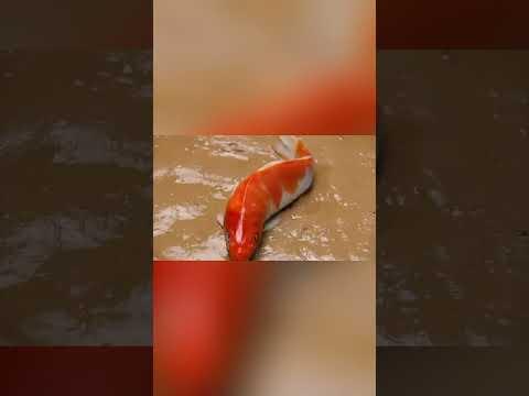 Stop Motion ASMR Fish Figh 20.10.2024 #fish #shorts #asmr #fynnyvideo #fish #funny
